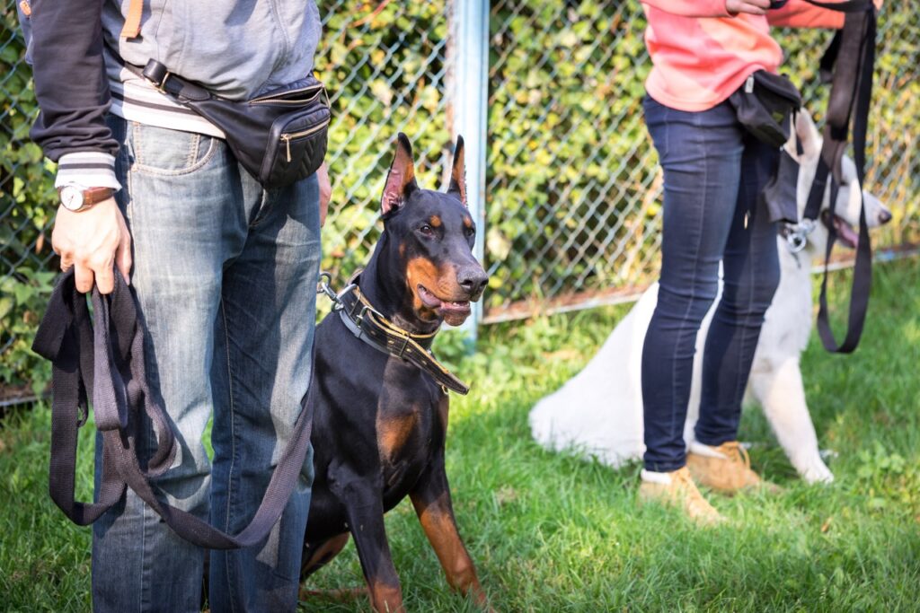 Training doberman