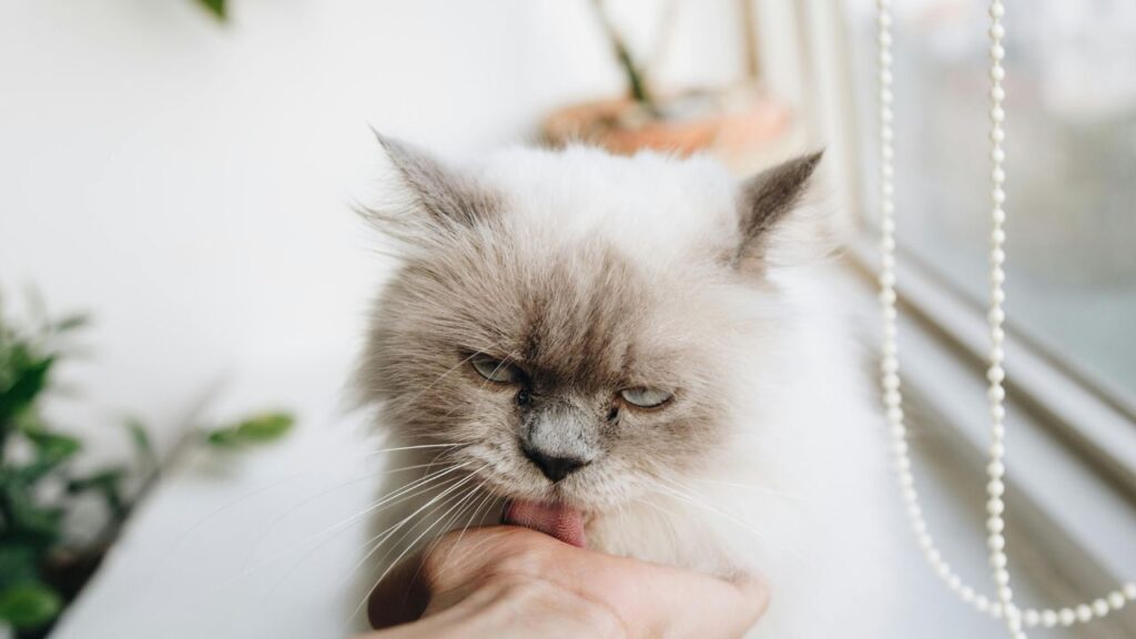 Ragdoll