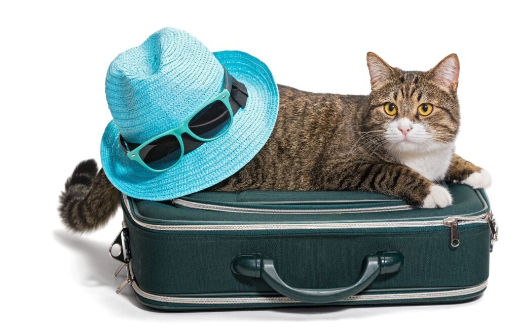 Traveler cat
