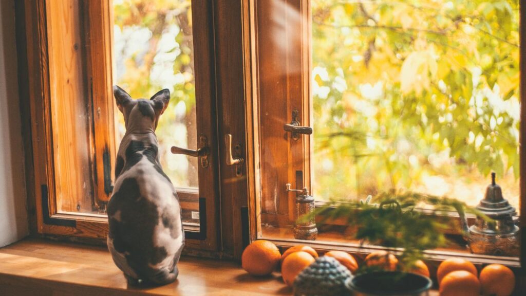 cat staring out of window
