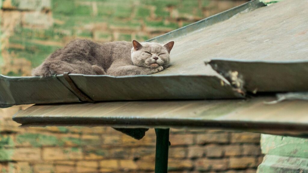 cat on roof