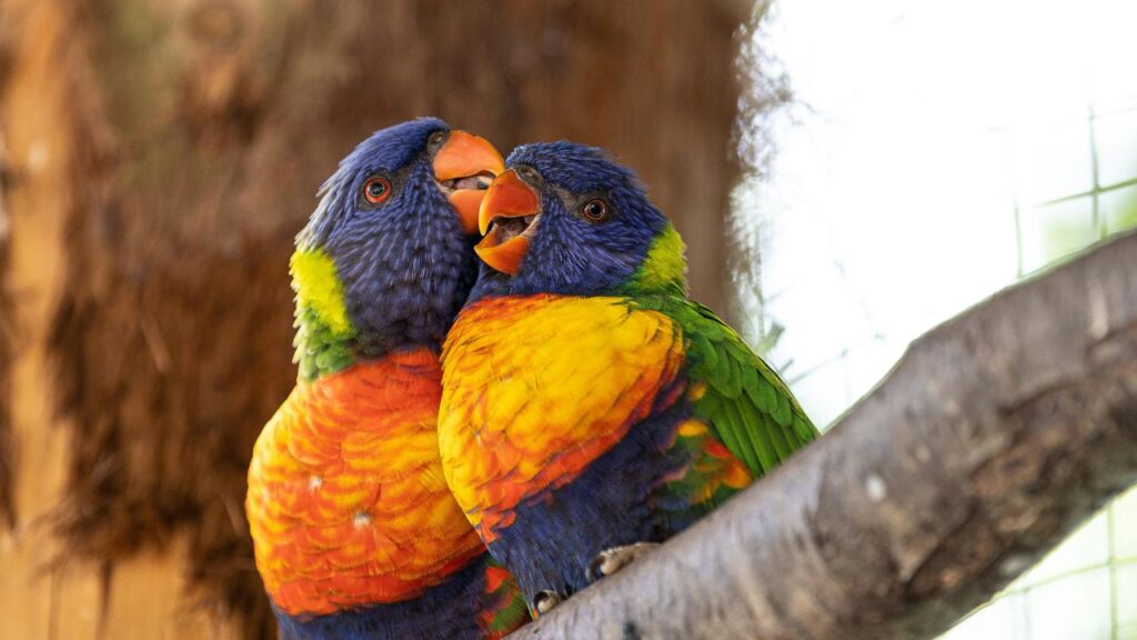 parrots