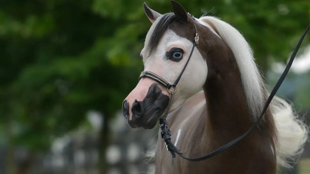 American Miniature horse