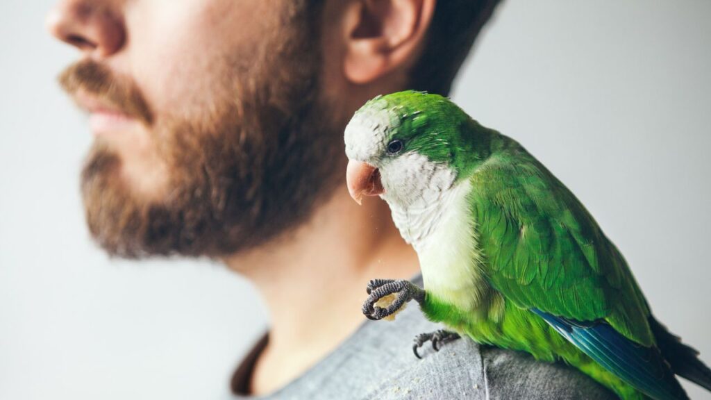 parrot on shoulder