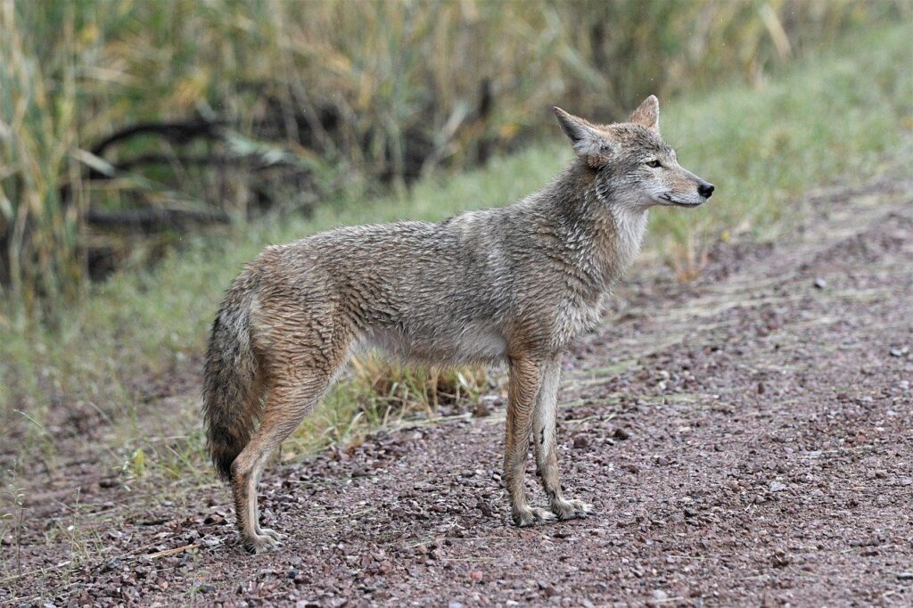 A wild Coyote.