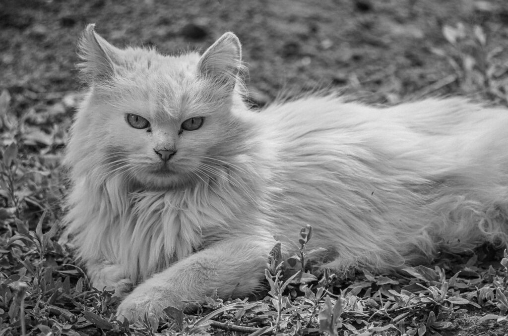 Turkish Angora Fluffy fur