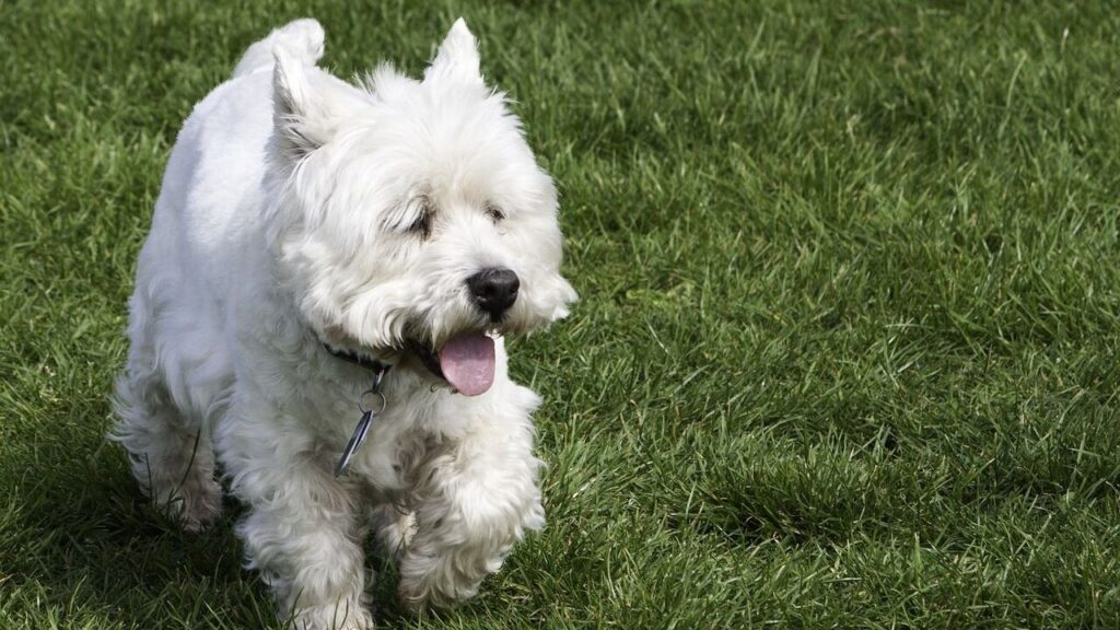 West highland terrier out for a jog