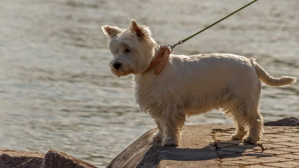 A white west highland terrier looking down from a rock