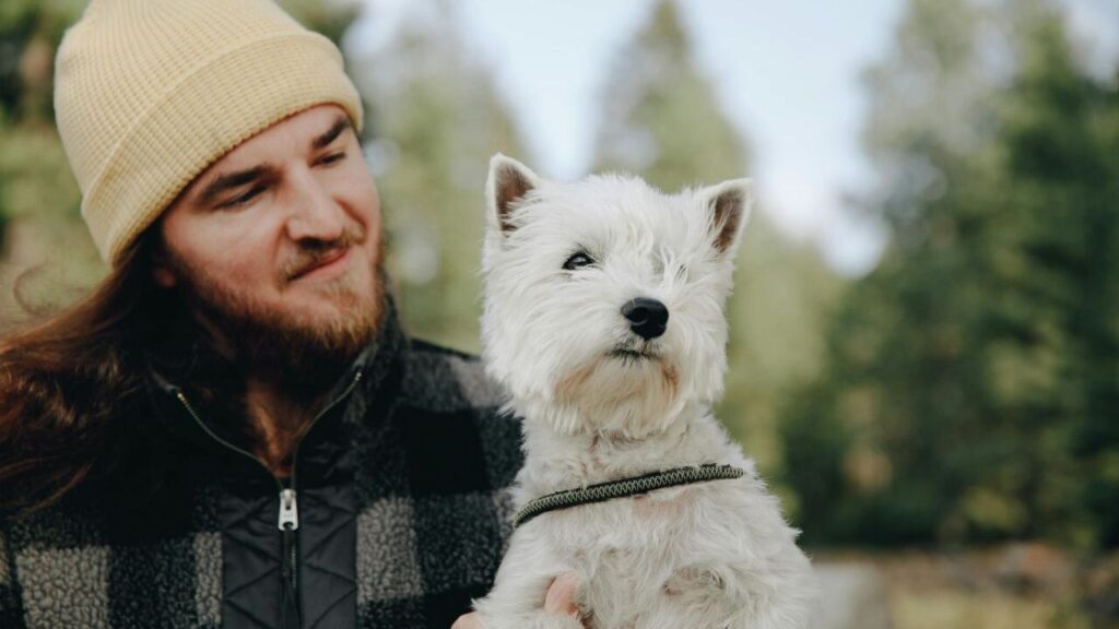 Wesr highland terrier with a man