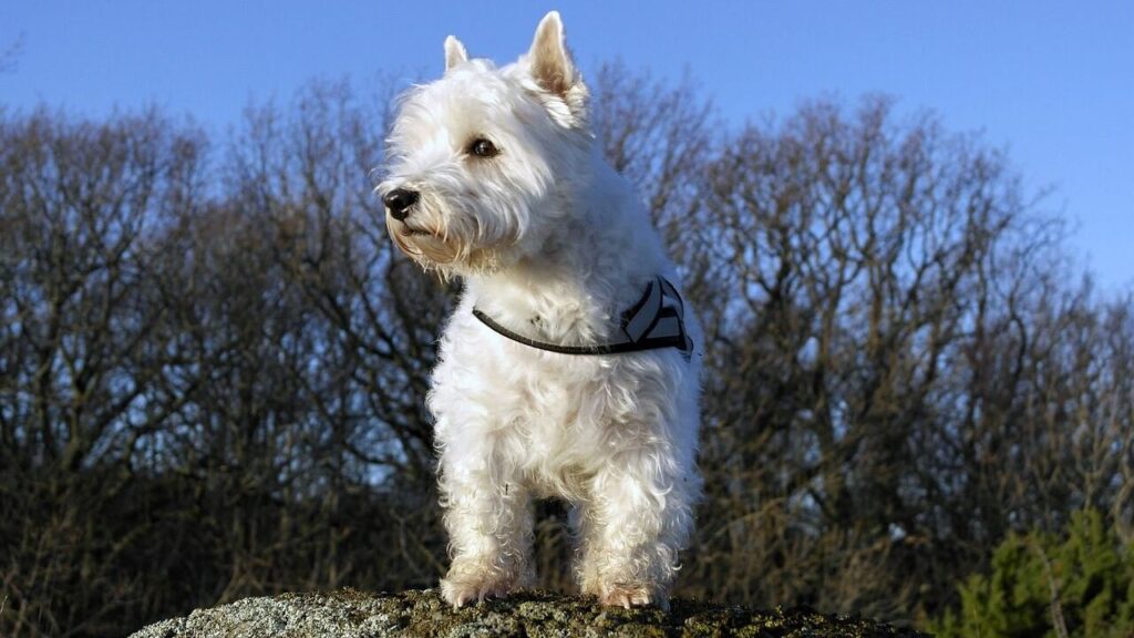 West highland terrier on a rock