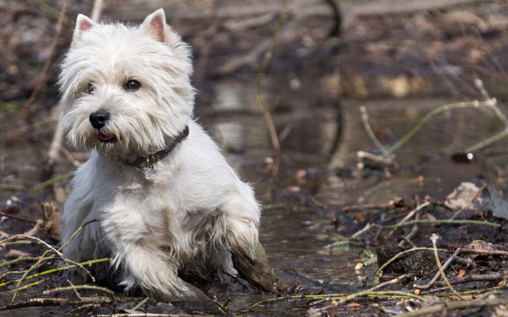 A white west highland terrier in mud