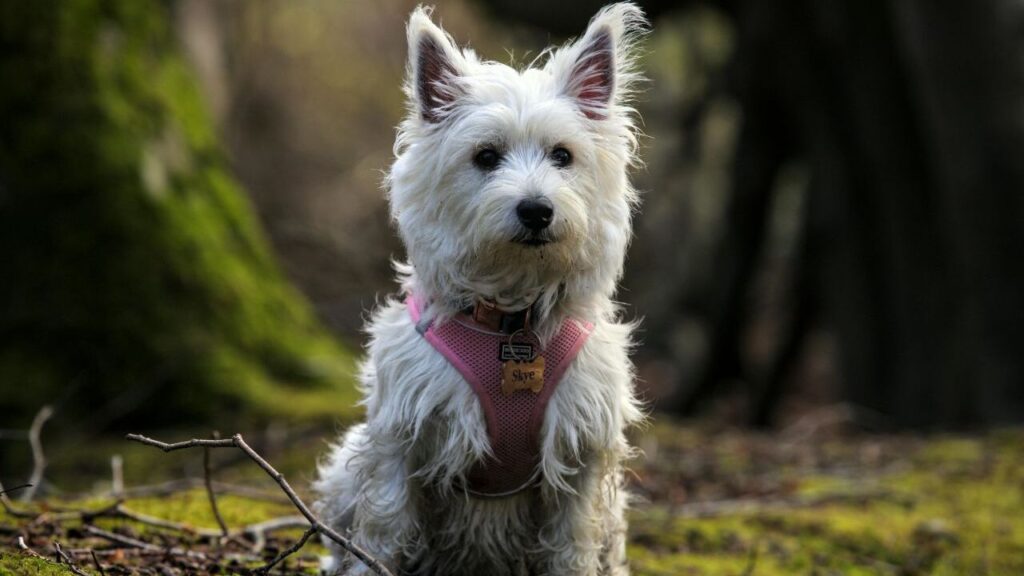 West highland terrier sitting on grass