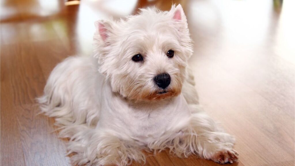 A west highland terrier resting on brown furnished floor