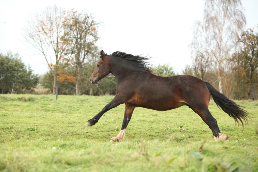 Welsh Cob Horse
