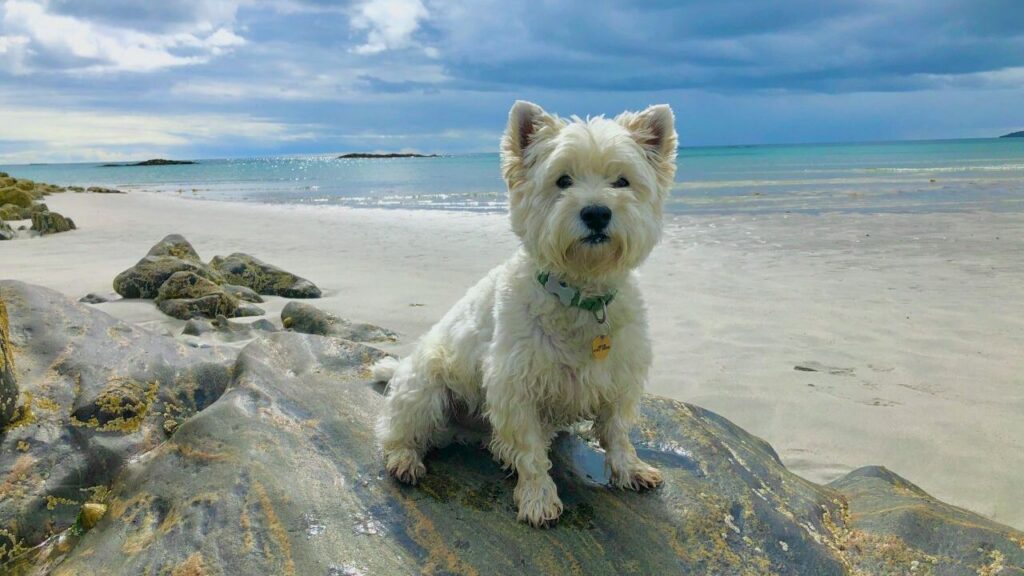 White west highland terrier sitting on a rock near a coast