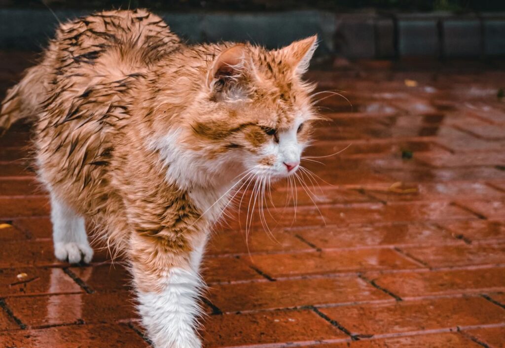 Wet cat