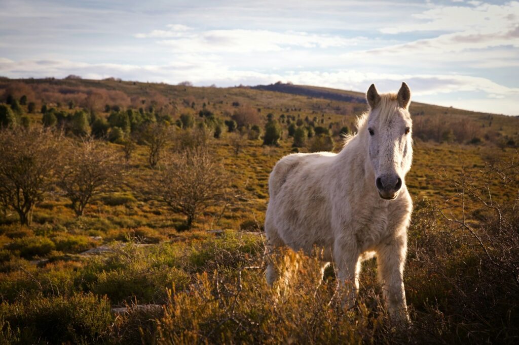 White horse in the fields