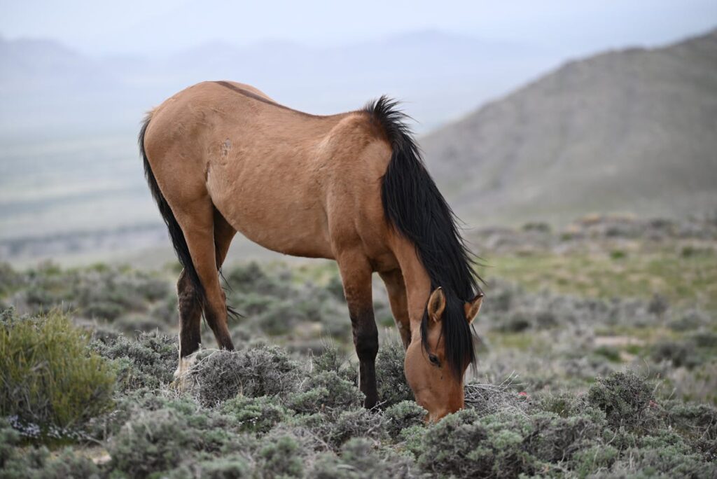 Wild Mustang Grazing in Utah