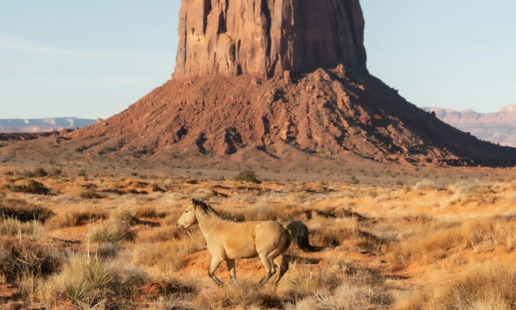Wild horse in dessert