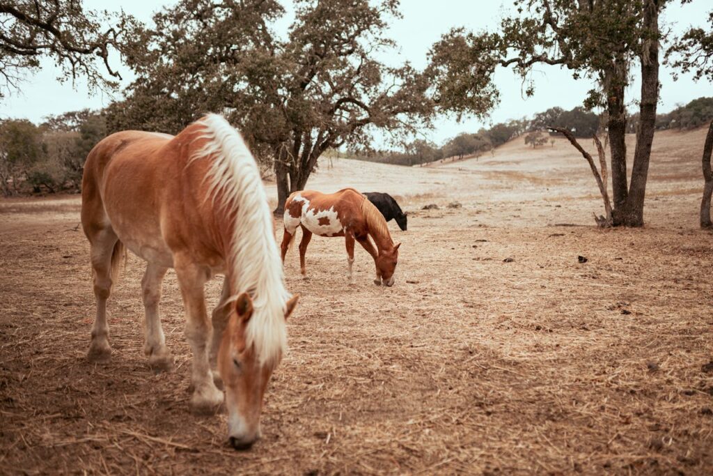 Wild horses grazing in California
