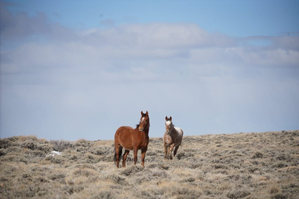 Wild horses in Wyoming