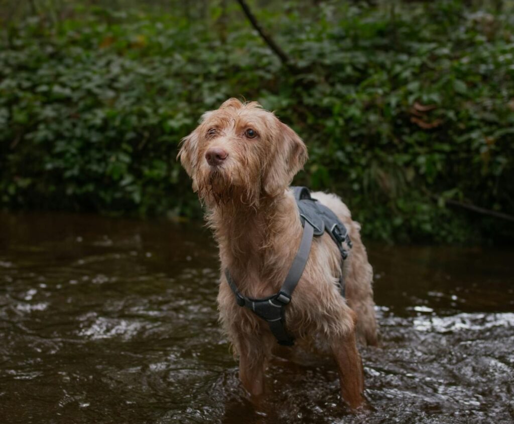 Wirehaired Vizsla 