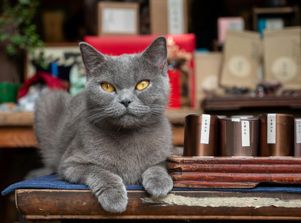Cat indoors