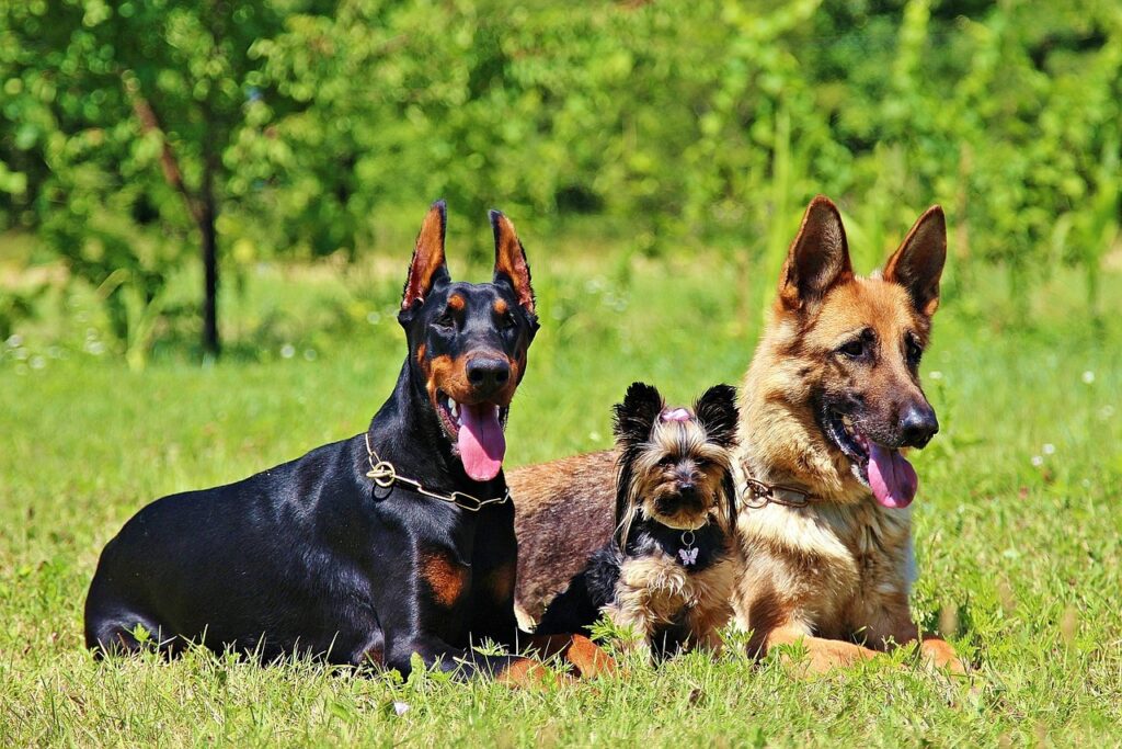 German Shepherd with other pets