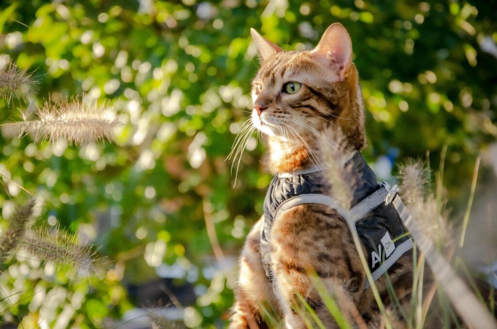 Cat on leash and harness outdoors