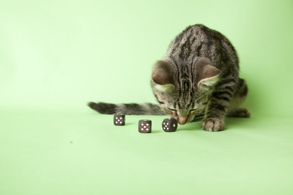 Cat with dice
