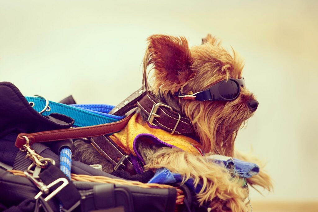 Dog with quirky accessories