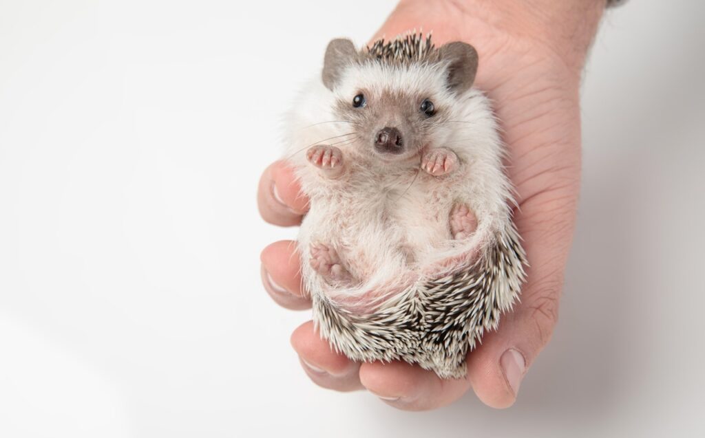 African dwarf hedgehog resting in person's hand