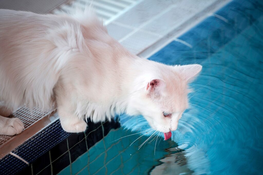 Turkish Van at the pool