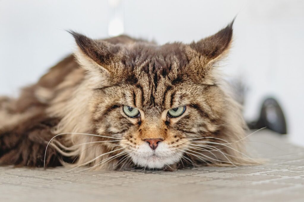 Cat Angry