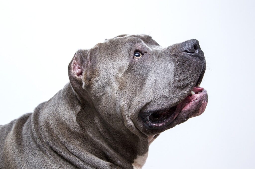American pitbull terrier