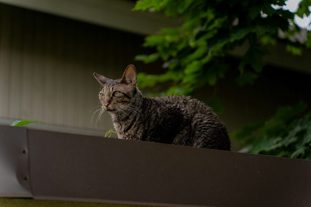 cornish rex