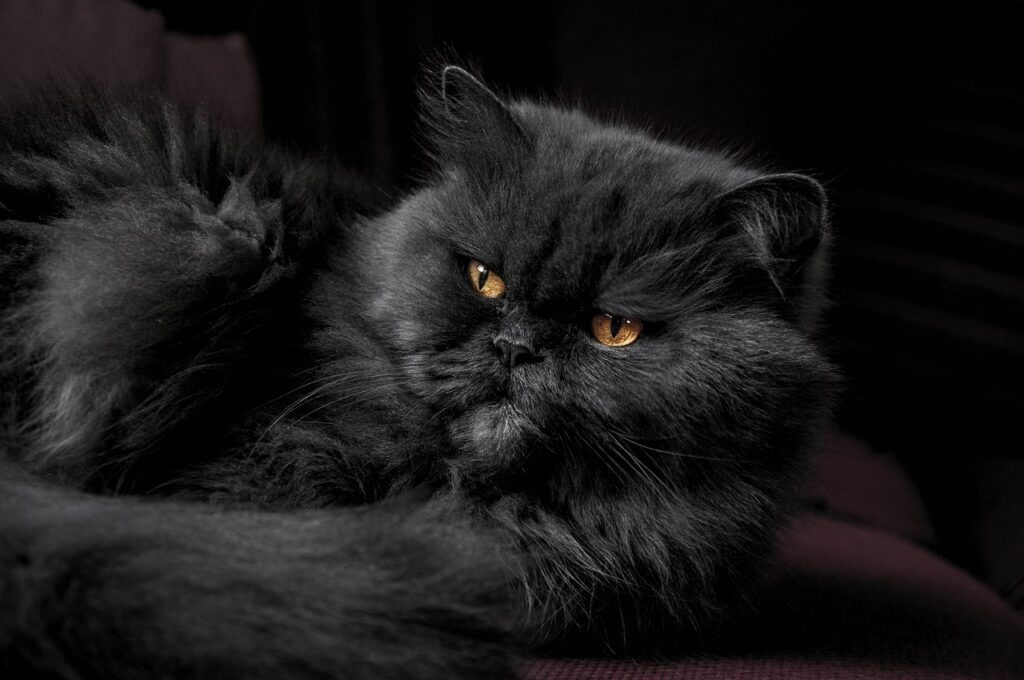 persian cat black