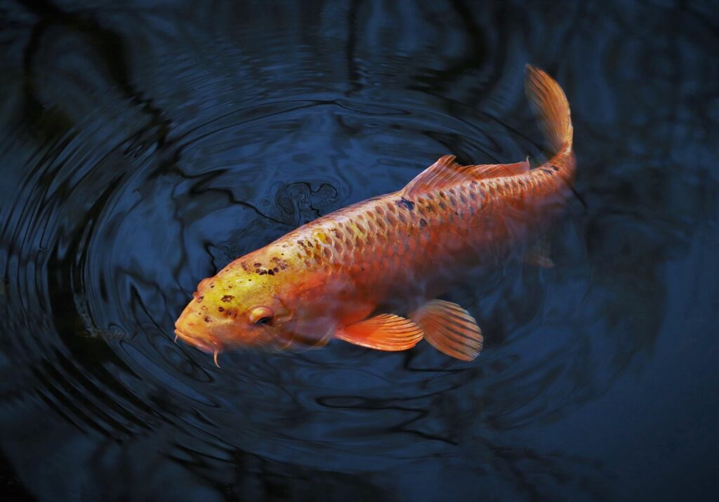 animal fish koi
