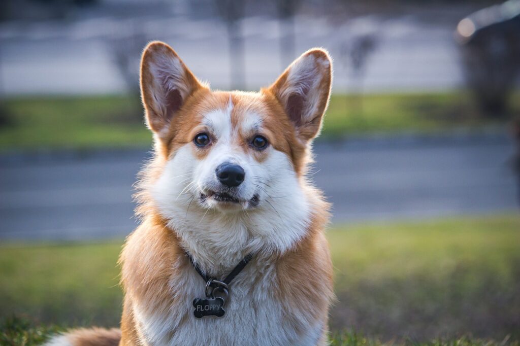 corgi