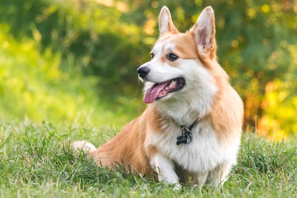 corgi