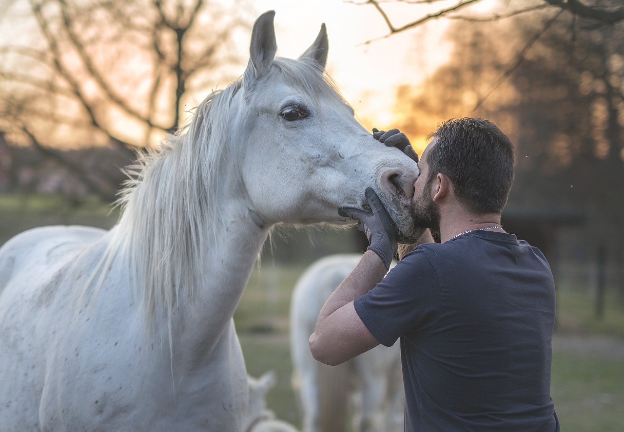 arabian-horse