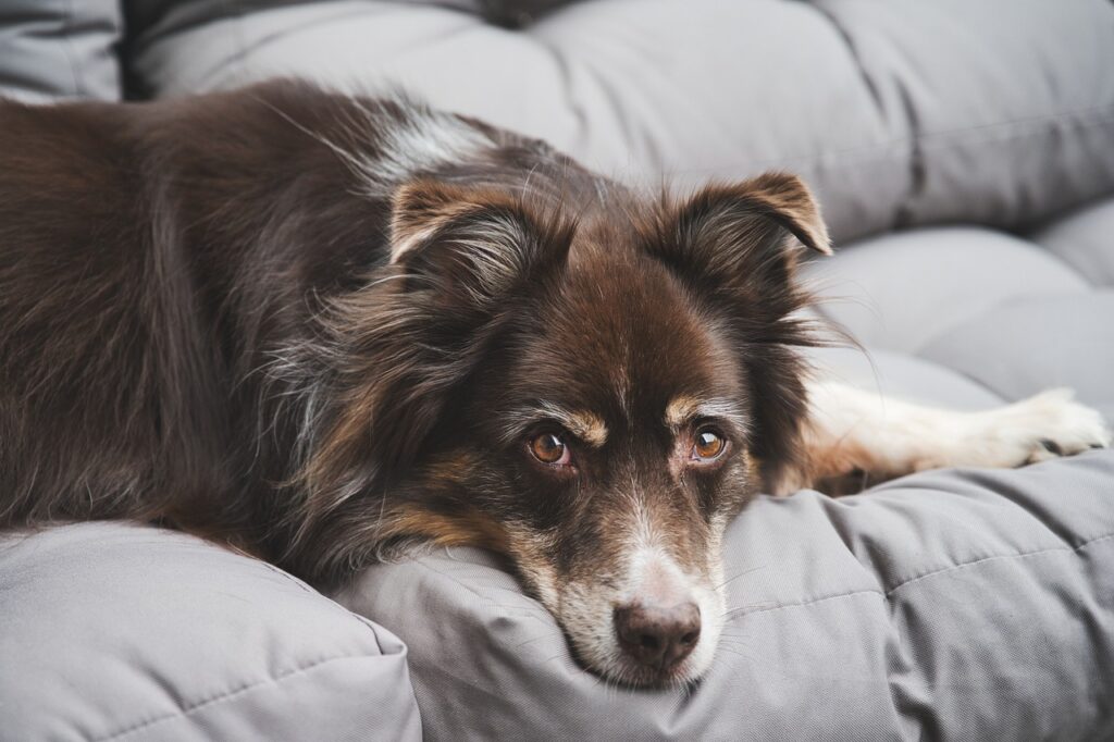 A dog lying on sofa