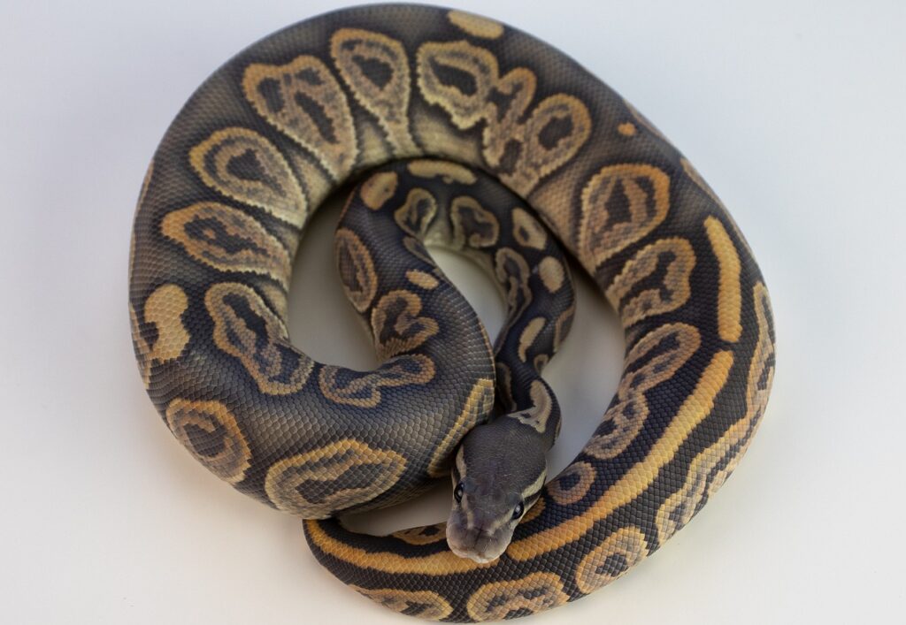 ball python