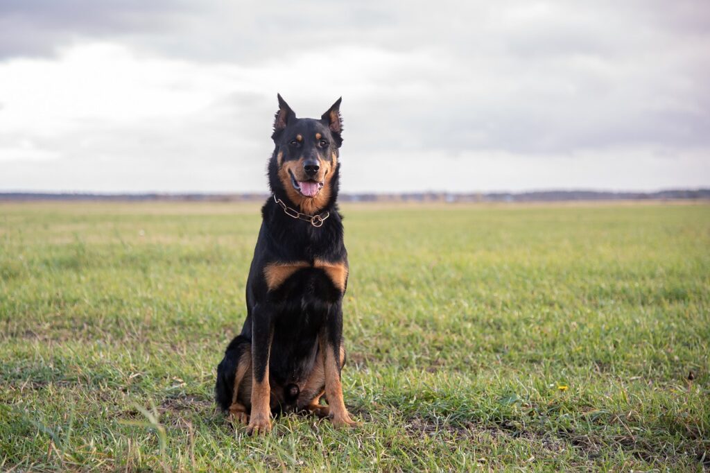 beauceron