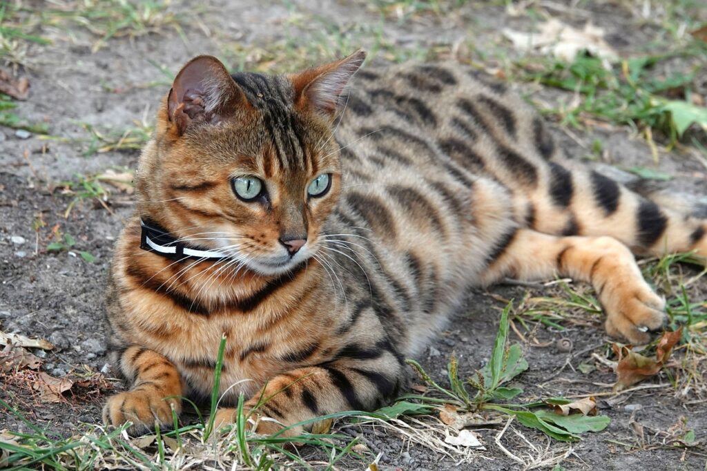 A bengal cat with leash lying on green leaves