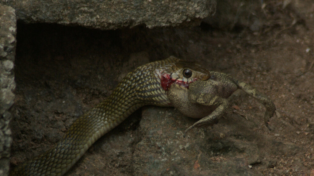 A snake feeding