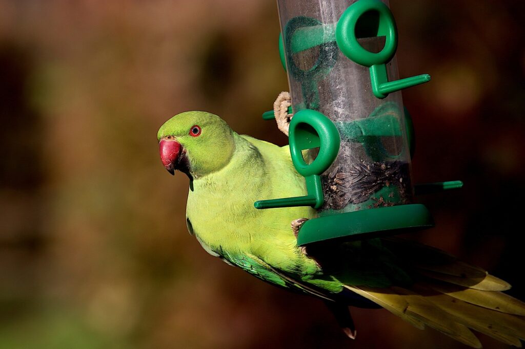 A playful green parrot