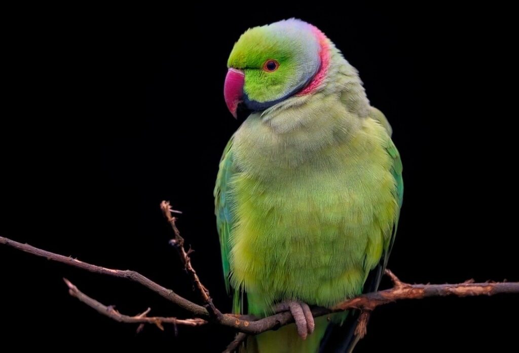 A green parrot with pink ring neck color