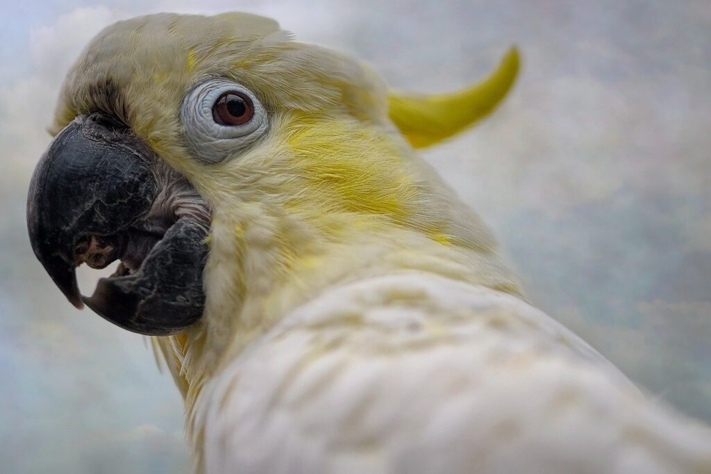 cockatoo