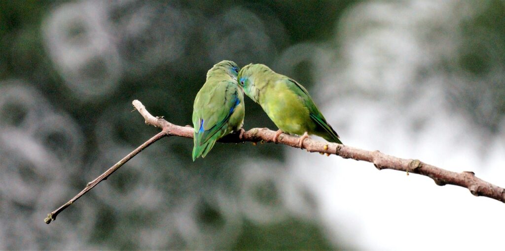 Two lovebirds